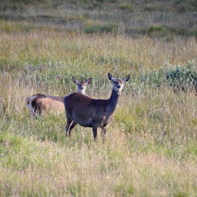 Deer by Duart Castle