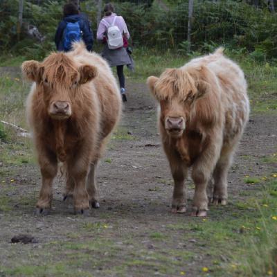 Highland cattle on the path