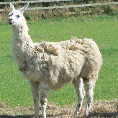 Llama