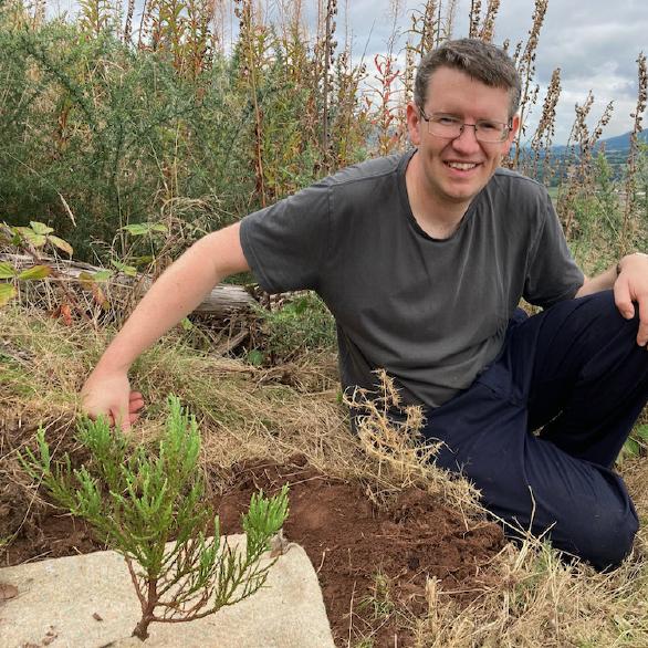 Giant Sequoia tree planting