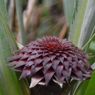 Arenal Bromeliad (Pitcaimia Funkiae)