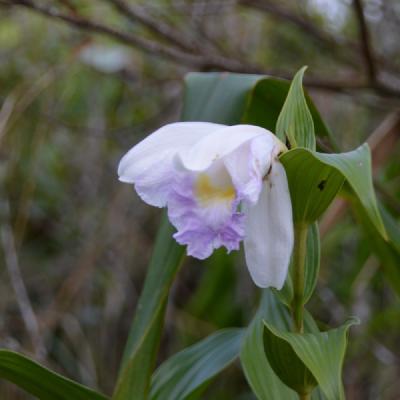 One-day orchid (Sobralia sp.)