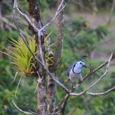 White-throated Magpie-jay, Arenal