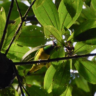 Golden-browed Chlorofonia