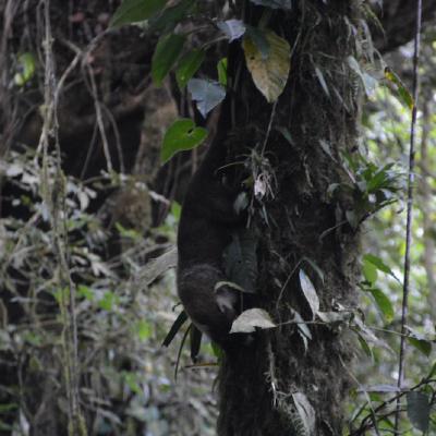 White-nosed Coati