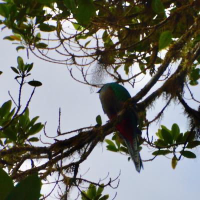 Quetzal (female)