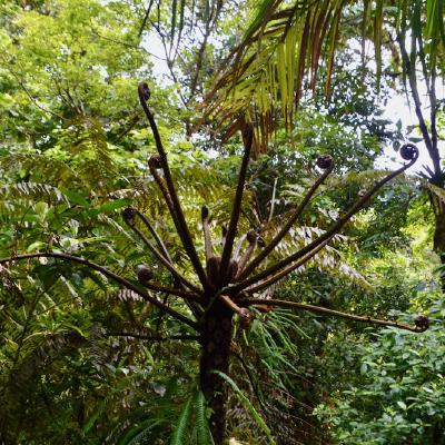 Uncoiling tree ferns