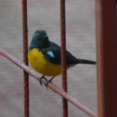 Slate-throated Redstart