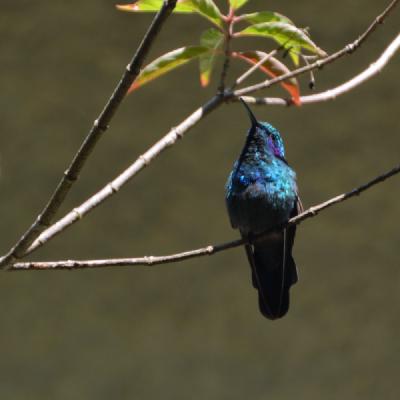 Lesser Violetear