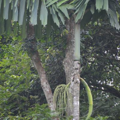 Palm 'horn' containing new growth