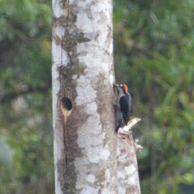 Woodpecker