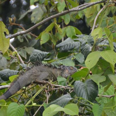 Iguana in a tree
