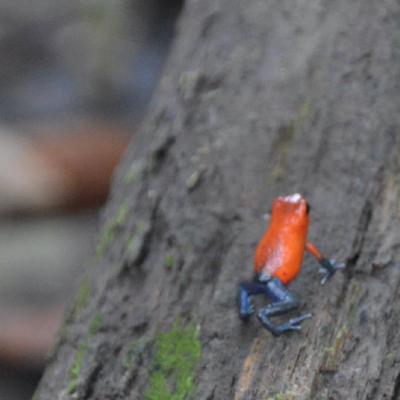 Poison-dart Frog