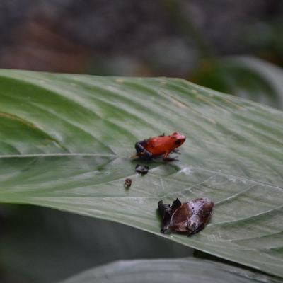 Poison-dart frog