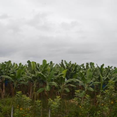 Banana plantation