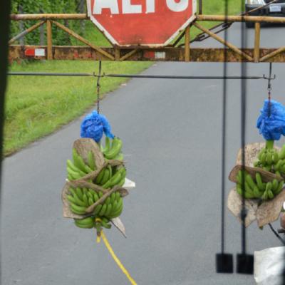 Banana train crossing