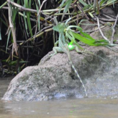 Basilisk / Jesus Christ Lizard