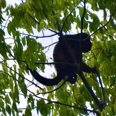 Howler Monkey