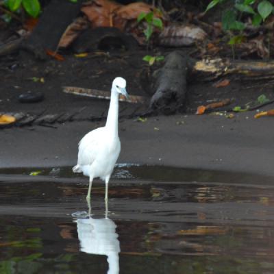 Blue Heron