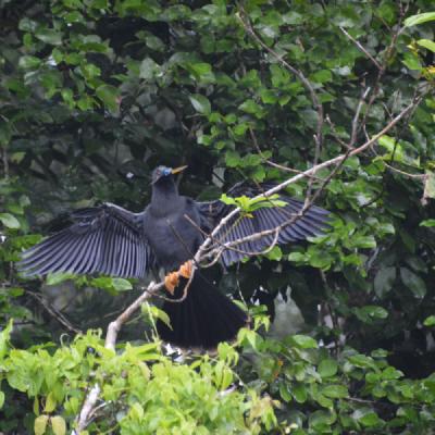 Neotropic Cormorant