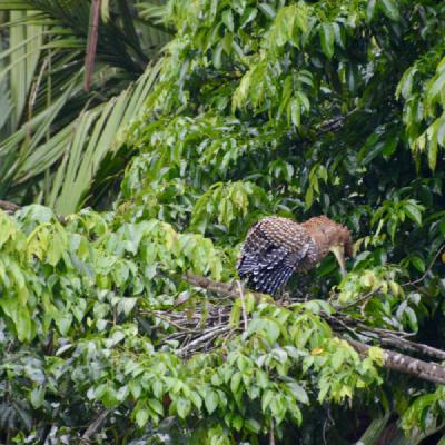 Juvenile Tiger Heron