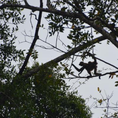 Howler Monkey with baby