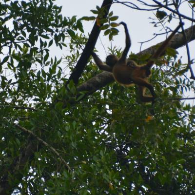 Howler Monkey with baby