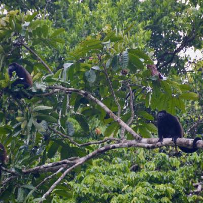 Howler Monkeys