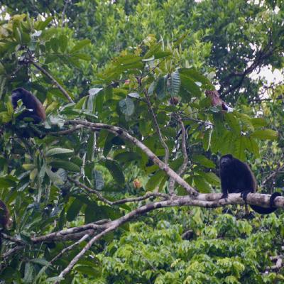 Howler Monkeys