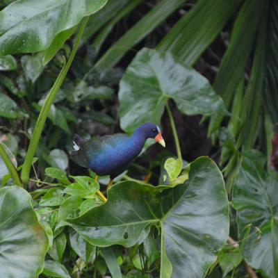 Purple Gallinule