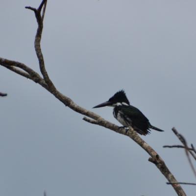 Amazon Kingfisher