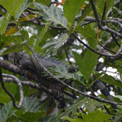 Iguana