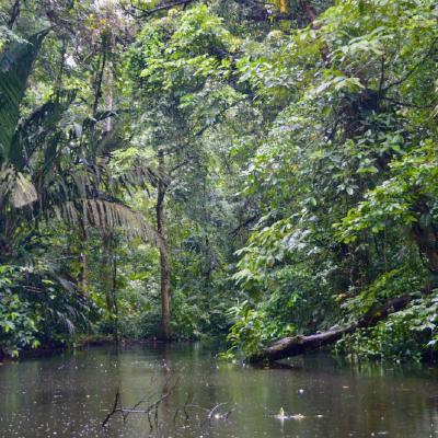 Tortuguero lagoon