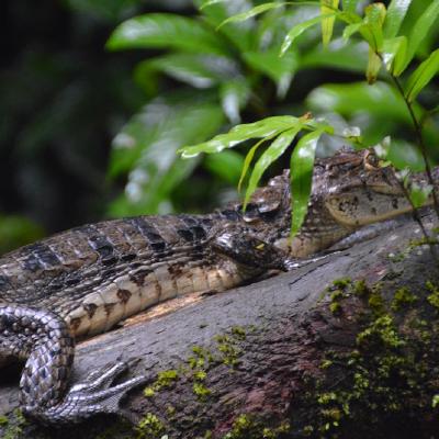 Caiman