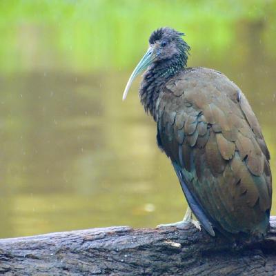 Green Ibis