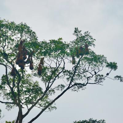 Nests of Montezuma Oropendolas