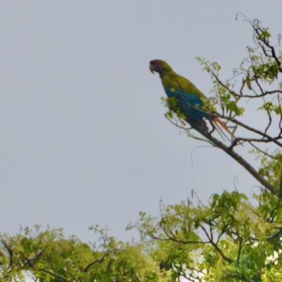 Green Macaw