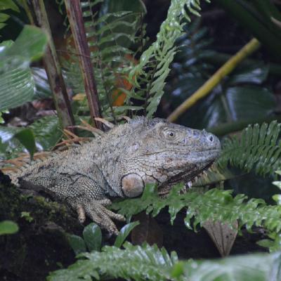 Iguana