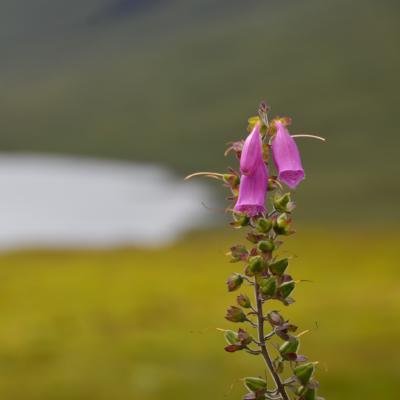 Foxgloves