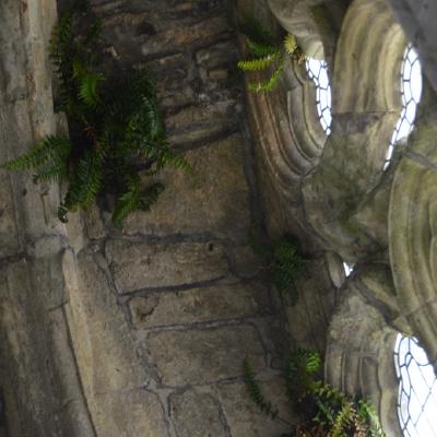 Sea spleenwort in church