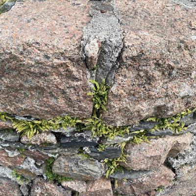 Maidenhair spleenwort on well