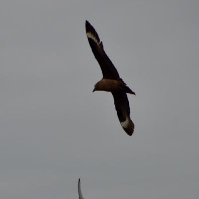 Seabirds over Lunga