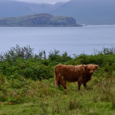 Highland cow and Sound of Ulva