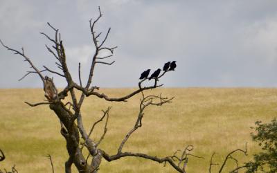 Designing for Multi-Region API Deployments