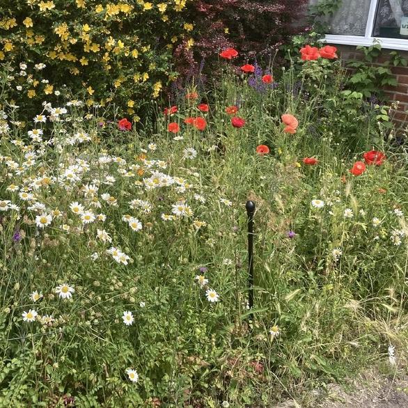 Garden Meadow