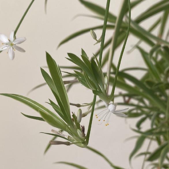Spider plant flowers