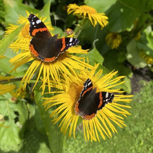Red Admirals at Longstock Park