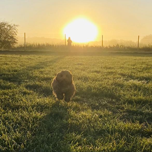 Sunrise at Paw Paddock