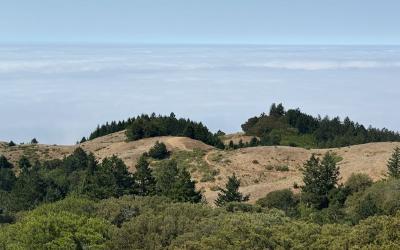 Mount Tamalpais